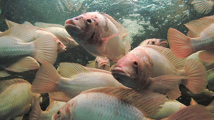 Bundesrat will gefährdete Fisch- und Krebsarten besser schützen